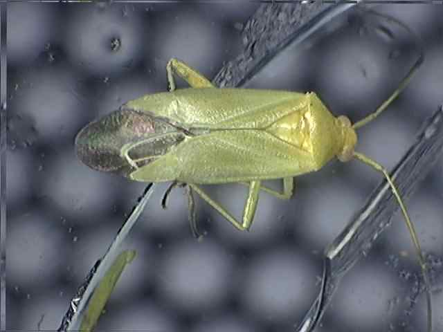 Calocoris norvegicus